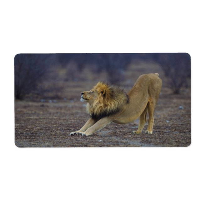 Male Lion Stretching Panthera Leo Yoga Label (Front)