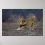 Male Lion Stretching Panthera Leo Yoga Poster at Zazzle