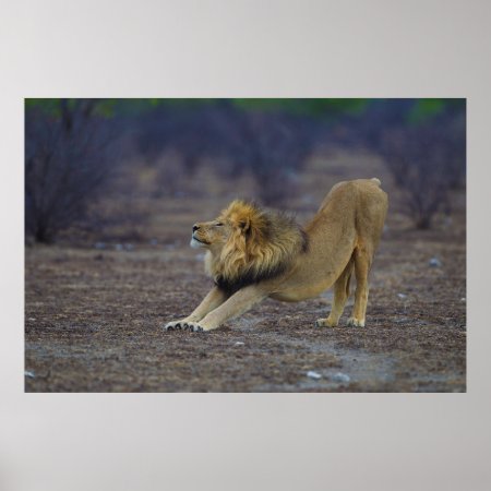 Male Lion Stretching Panthera Leo Yoga Poster