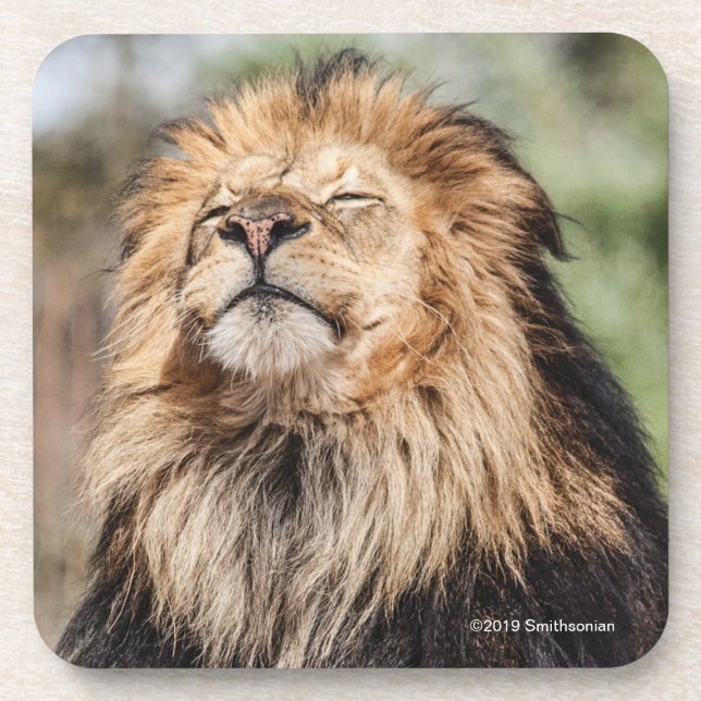 Male Lion Sunbathing Beverage Coaster (Front)