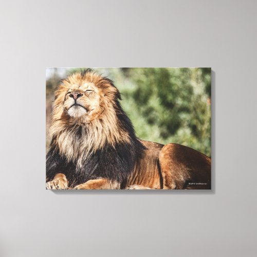 Male Lion Sunbathing Canvas Print