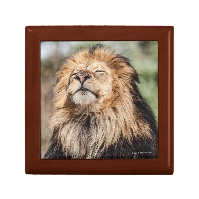 Male Lion Sunbathing Gift Box (Front)