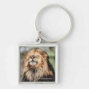 Male Lion Sunbathing Keychain