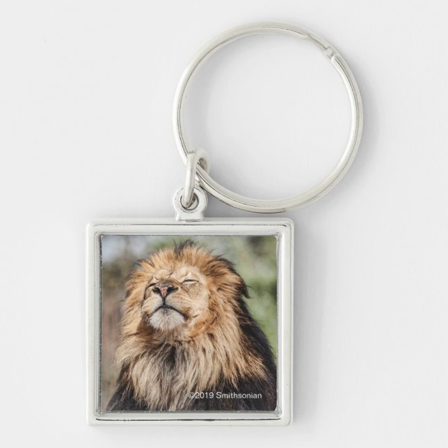 Male Lion Sunbathing Keychain (Front)