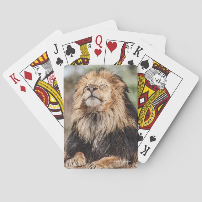 Male Lion Sunbathing Poker Cards (Back)