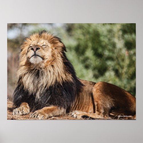 Male Lion Sunbathing Poster
