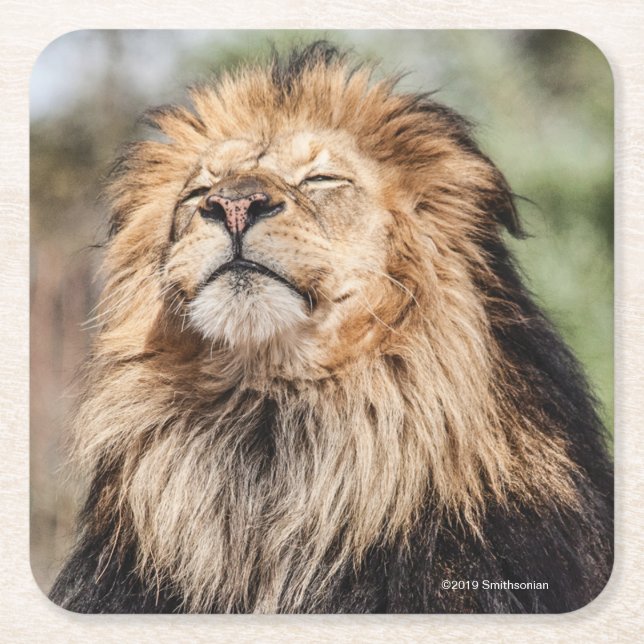 Male Lion Sunbathing Square Paper Coaster (Front)
