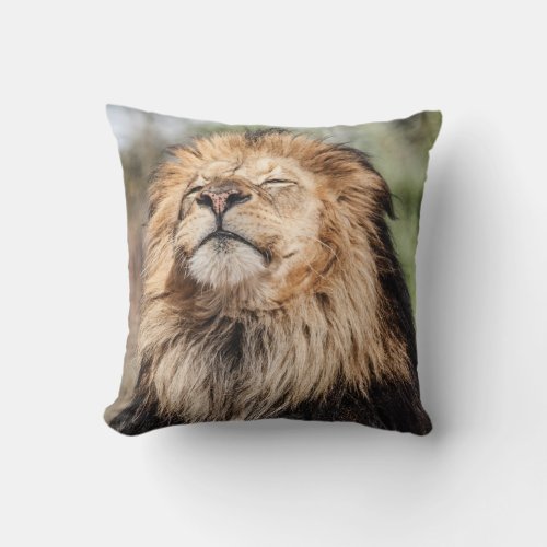 Male Lion Sunbathing Throw Pillow