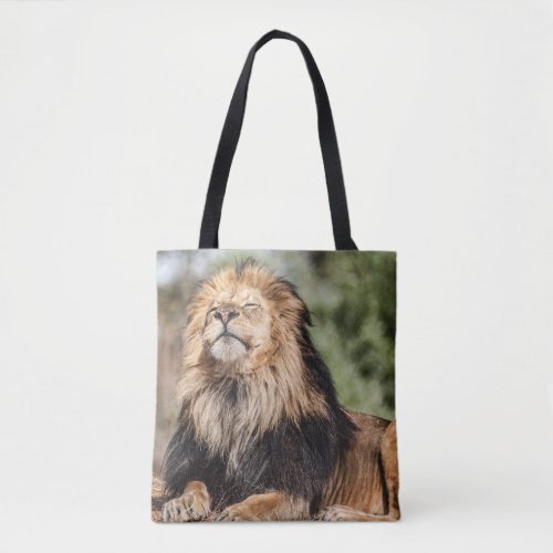 Male Lion Sunbathing Tote Bag