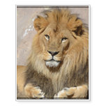 Male Lion Temporary Tattoos