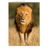 Male Lion Walking (Front)