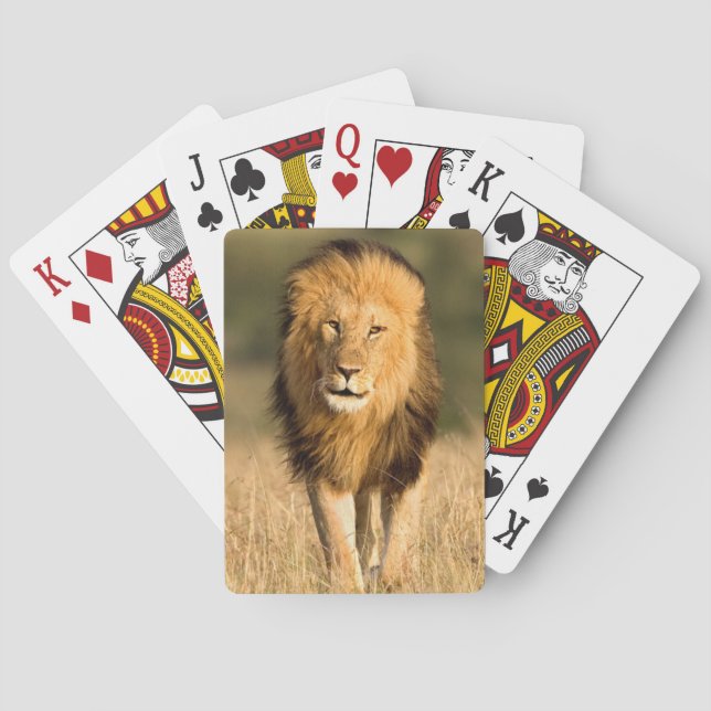 Male Lion Walking Poker Cards (Back)
