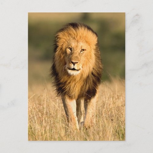 Male Lion Walking Postcard