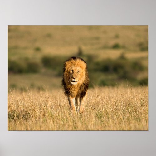 Male Lion Walking Poster