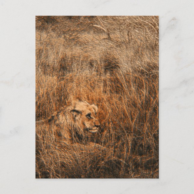 Male lion wild animal safari postcards (Front)