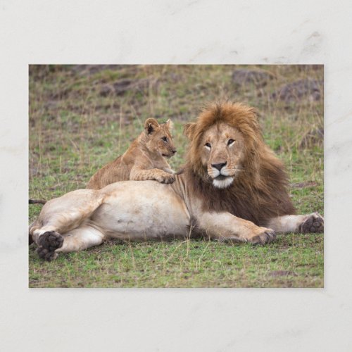 Male Lion with Playful Cub Postcard