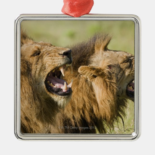 Male lions roaring, Greater Kruger National Metal Ornament (Front)