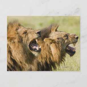 Male lions roaring, Greater Kruger National Postcard