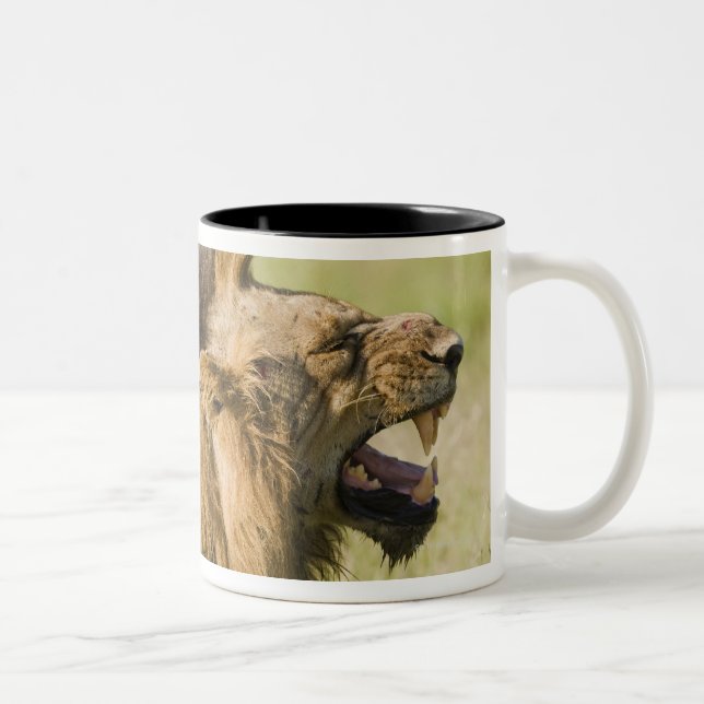 Male lions roaring, Greater Kruger National Two-Tone Coffee Mug (Right)