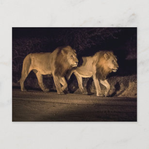 Male Lions Walking at Night Postcard