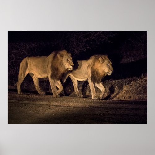 Male Lions Walking at Night Poster