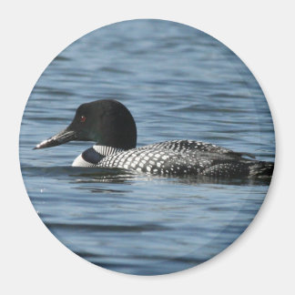 Male loon Magnet