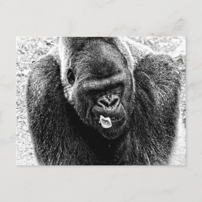 Male Lowland Silverback Gorilla, Black and White Postcard (Front)