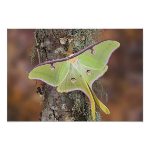 Male Luna Silk Moth of North American Photo Print