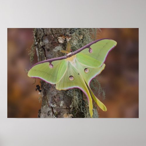 Male Luna Silk Moth of North American Poster