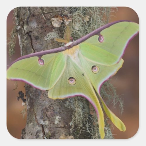 Male Luna Silk Moth of North American Square Sticker