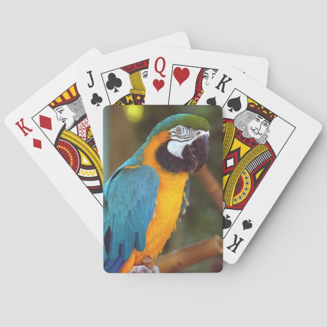 Male Macaw Poker Cards (Back)