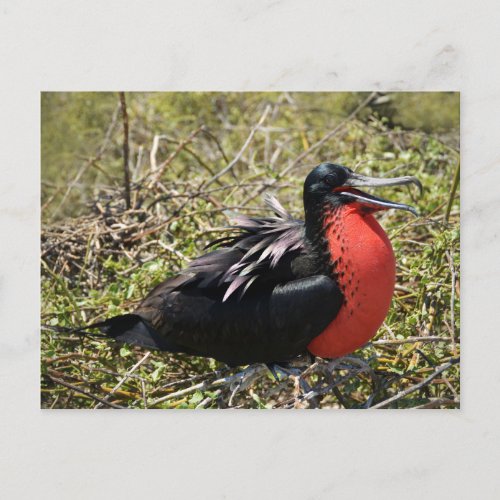 Male Magnificent Frigate Bird Postcard