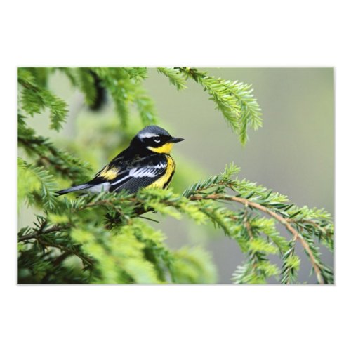 Male Magnolia Warbler Dendroica magnolia Photo Print