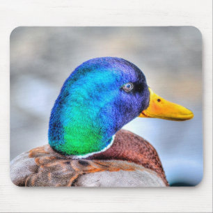 Male Mallard Duck Birdlover Wildlife Portrait Mouse Pad