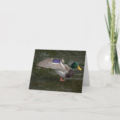 Male Mallard Duck Card