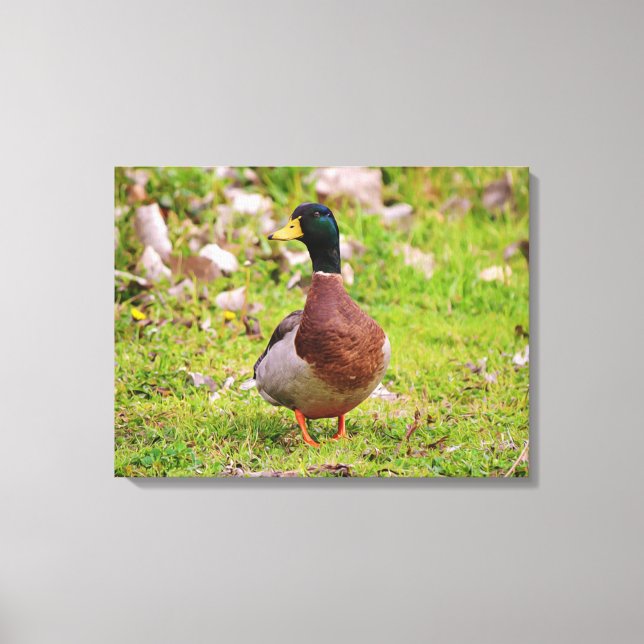 Male Mallard Duck Colorful Canvas Print (Front)