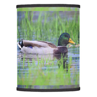 Male mallard duck floating on the water lamp shade