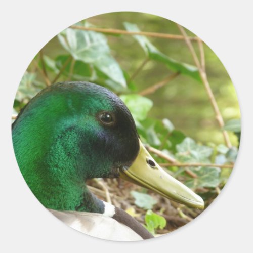 Male Mallard Duck Head Sticker