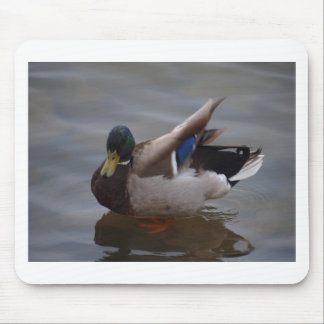 Male Mallard Duck Mouse Pad
