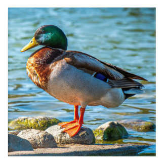 Male Mallard Duck Perched on Lakeside Stones Acrylic Print