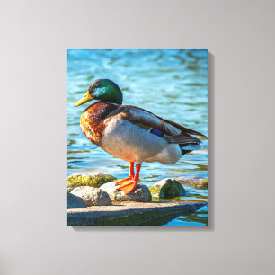 Male Mallard Duck Perched on Lakeside Stones Canvas Print