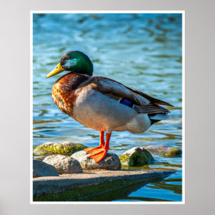 Male Mallard Duck Perched on Lakeside Stones Poster