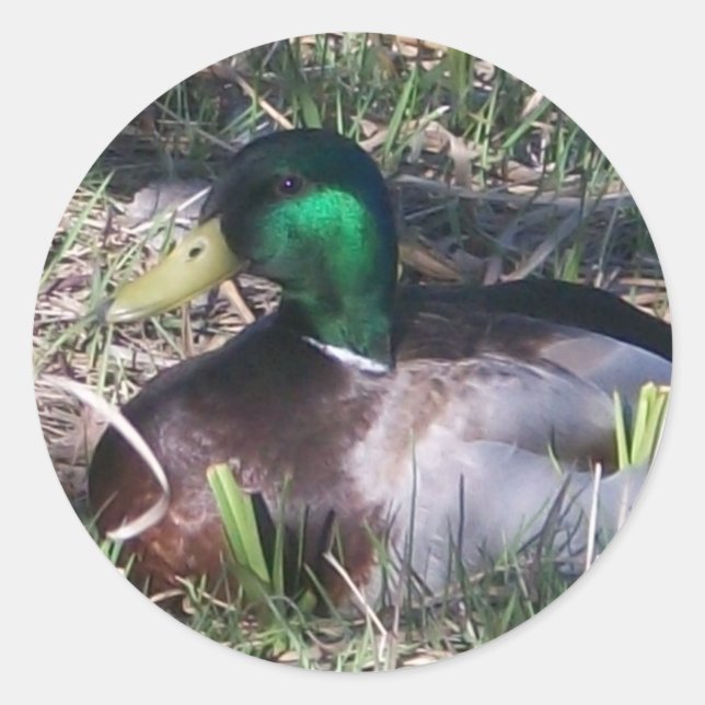 Male Mallard Duck Stickers (Front)