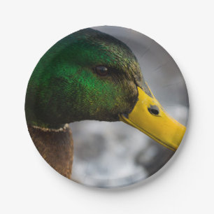 Male Mallard Portrait Paper Plates