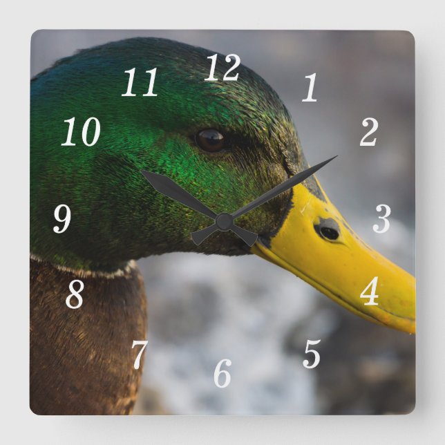 Male Mallard Portrait Wall Clock (Front)