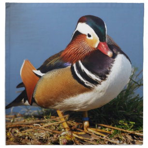 Male mandarin duck on the bank of pond napkin