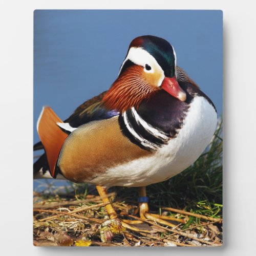 Male mandarin duck on the bank of pond plaque