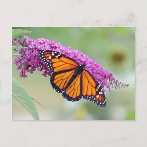 Male Monarch on Butterfly Bush Postcard