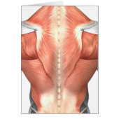 Male Muscle Anatomy Of The Human Back 1 (Front)