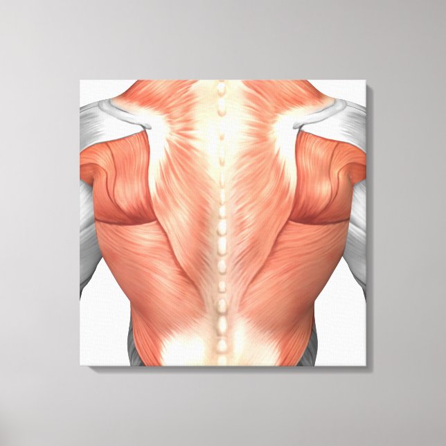 Male Muscle Anatomy Of The Human Back 1 Canvas Print (Front)